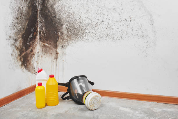 Best Office Mold Removal Services  in Pacifi, CA