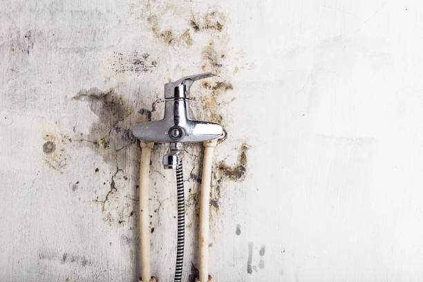 Best Same-Day Mold Removal  in Pacifi, CA