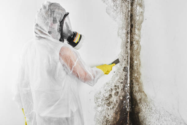 Best Mold Inspection  in Pacifi, CA