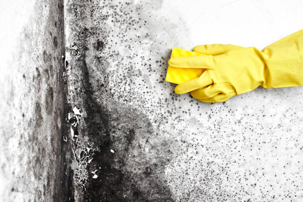 Best Mold Remediation  in Pacifi, CA