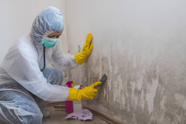 Best Mold Cleaning Services  in Pacifi, CA