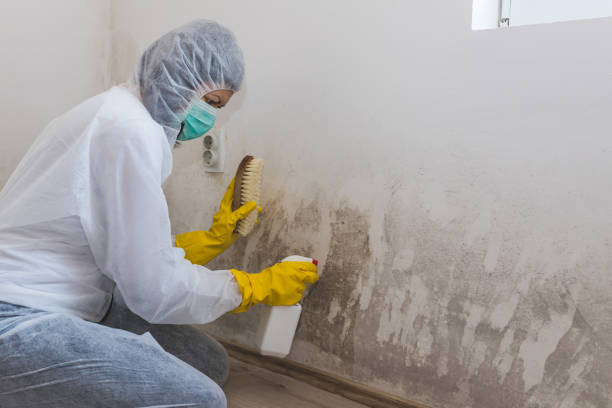 Best Mold Testing  in Pacifi, CA