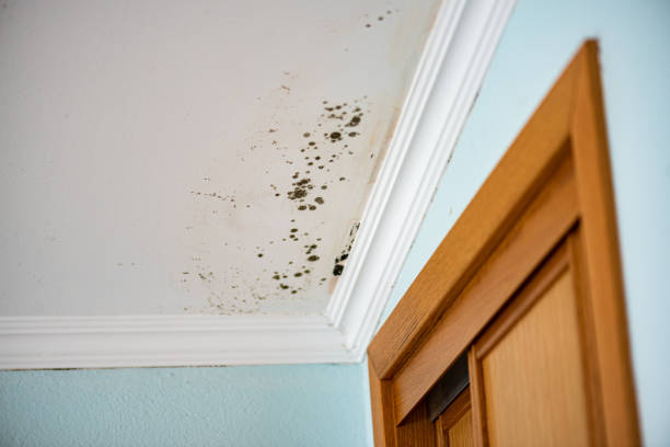 Best Mold Removal Company Near Me  in Pacifi, CA