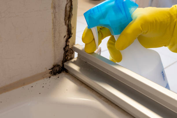 Best Professional Mold Removal  in Pacifi, CA