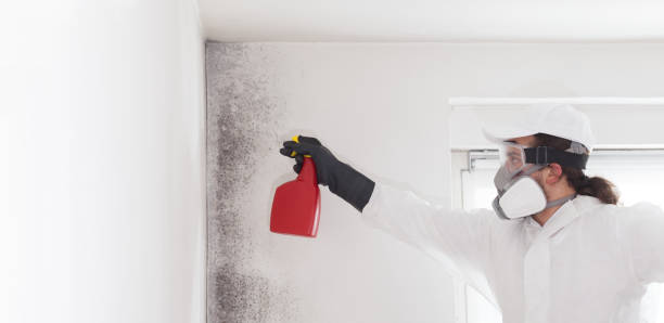 Best Attic Mold Removal  in Pacifi, CA