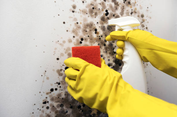Best Affordable Mold Removal  in Pacifi, CA