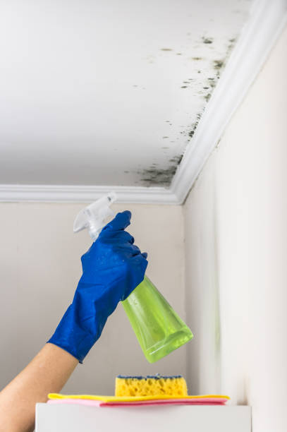 Best Emergency Mold Removal  in Pacifi, CA