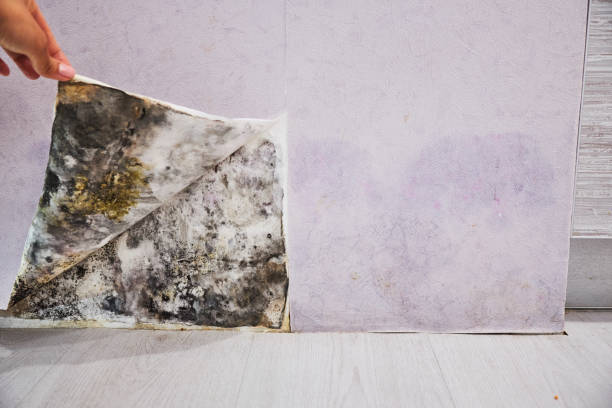 Best Commercial Mold Removal  in Pacifi, CA